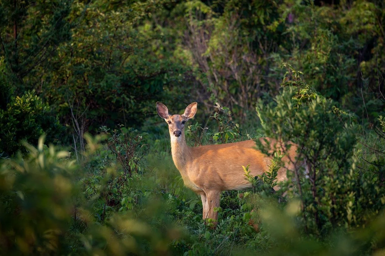 the-most-common-wildlife-in-tulsa-how-to-keep-wildlife-out