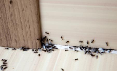 ants crawling through cracks up wall