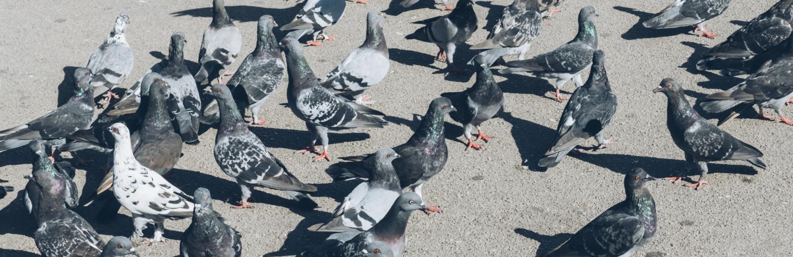 birds on the pavement