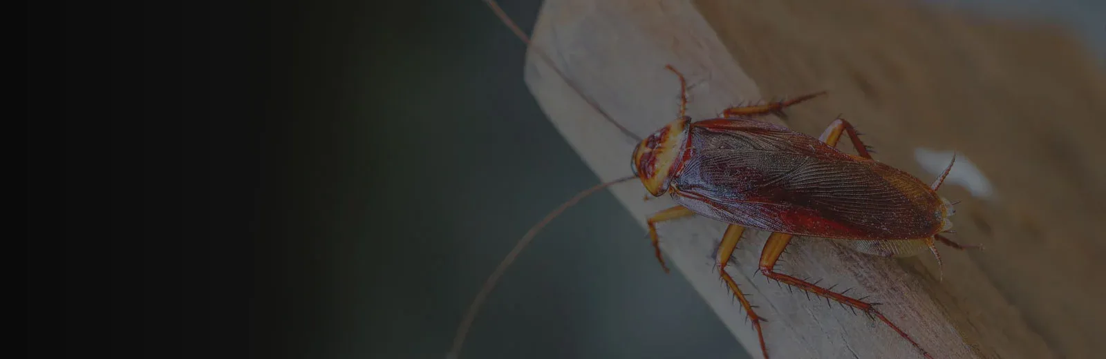 Cockroach inside kitchen