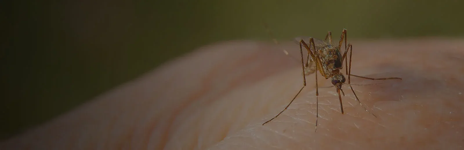 Mosquito outside biting someone