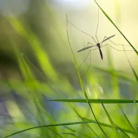 mosquito in tall grass