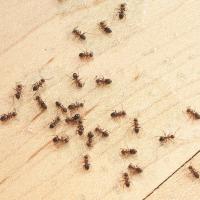 ants on a hardwood floor