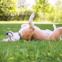 dog rolling in grass