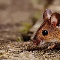 small mouse walking along soil