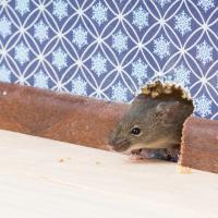 mouse in hole in wall