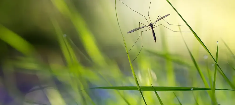 mosquito in tall grass