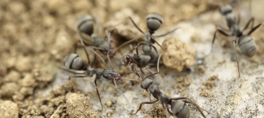 black ants on the ground