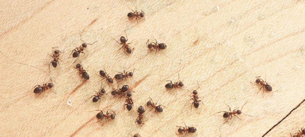 ants on a hardwood floor