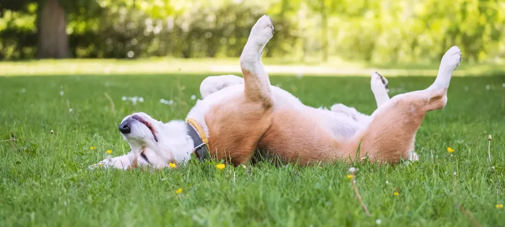 dog rolling in grass