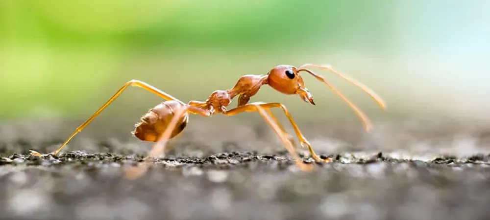 image of fire ant in tulsa facing the right side 