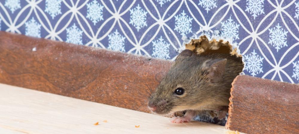mouse in hole in wall