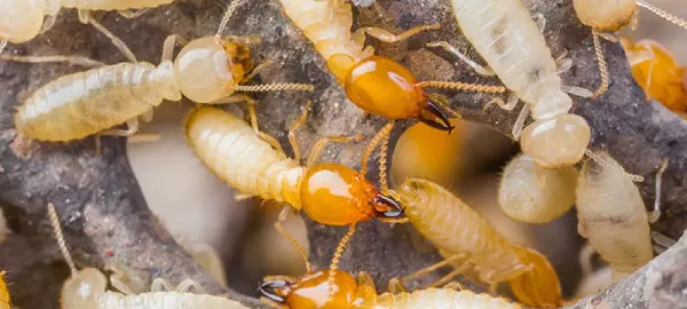 Termites on wood