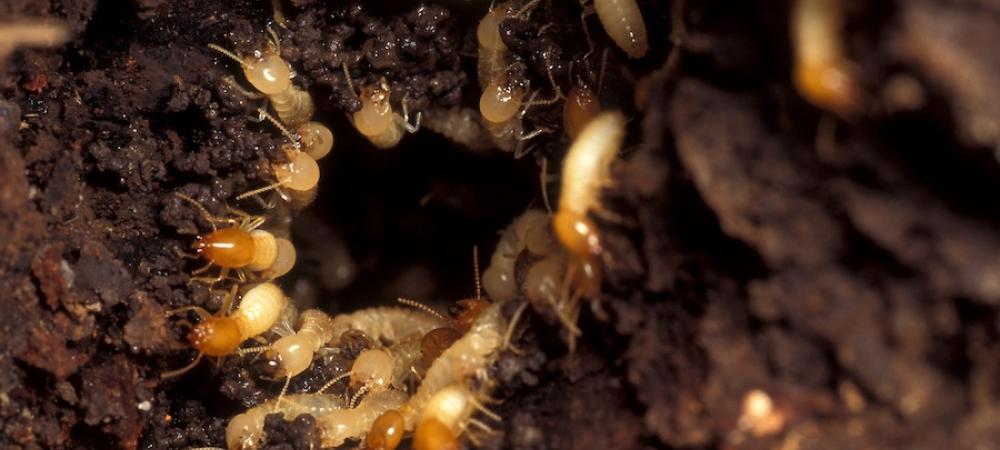 subterranean termites