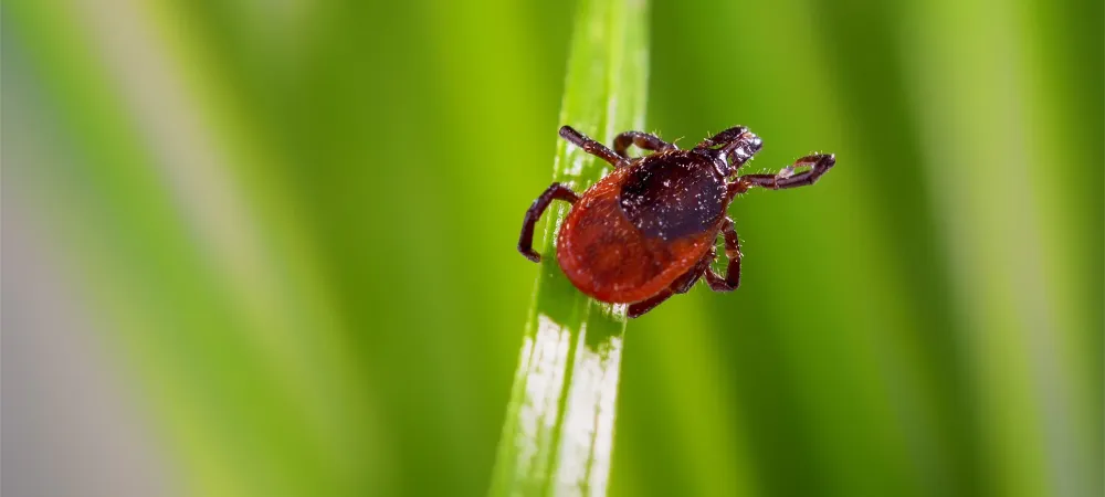 tick on a piece of grass