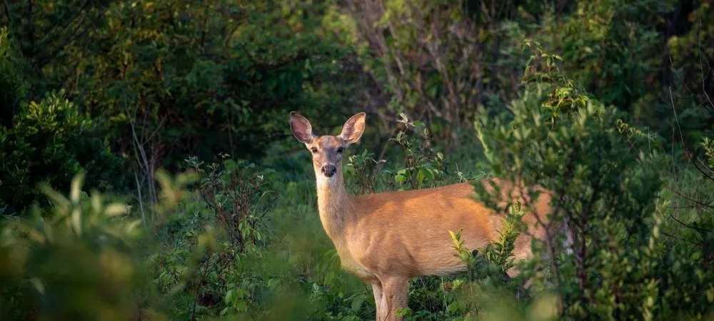 white tail deer