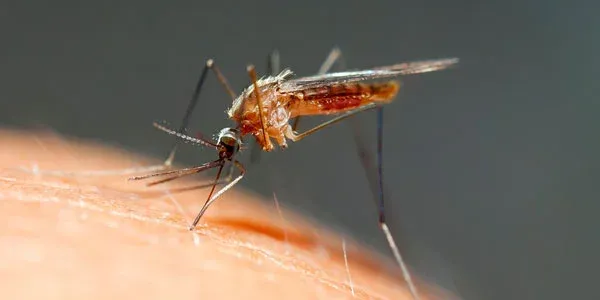 Mosquito biting someone