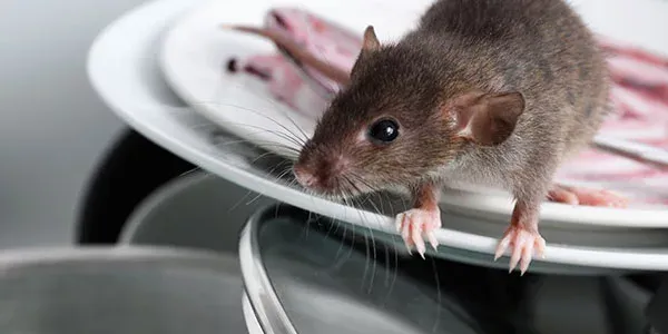 Rodent in kitchen