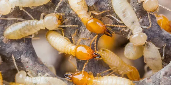 Termites on wood