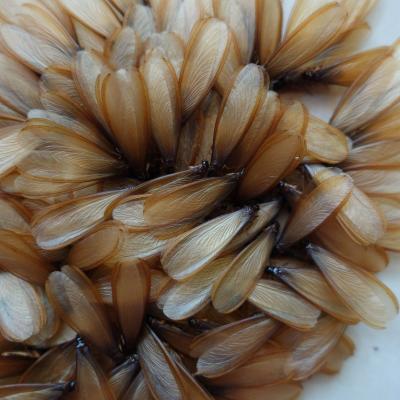 termite wings