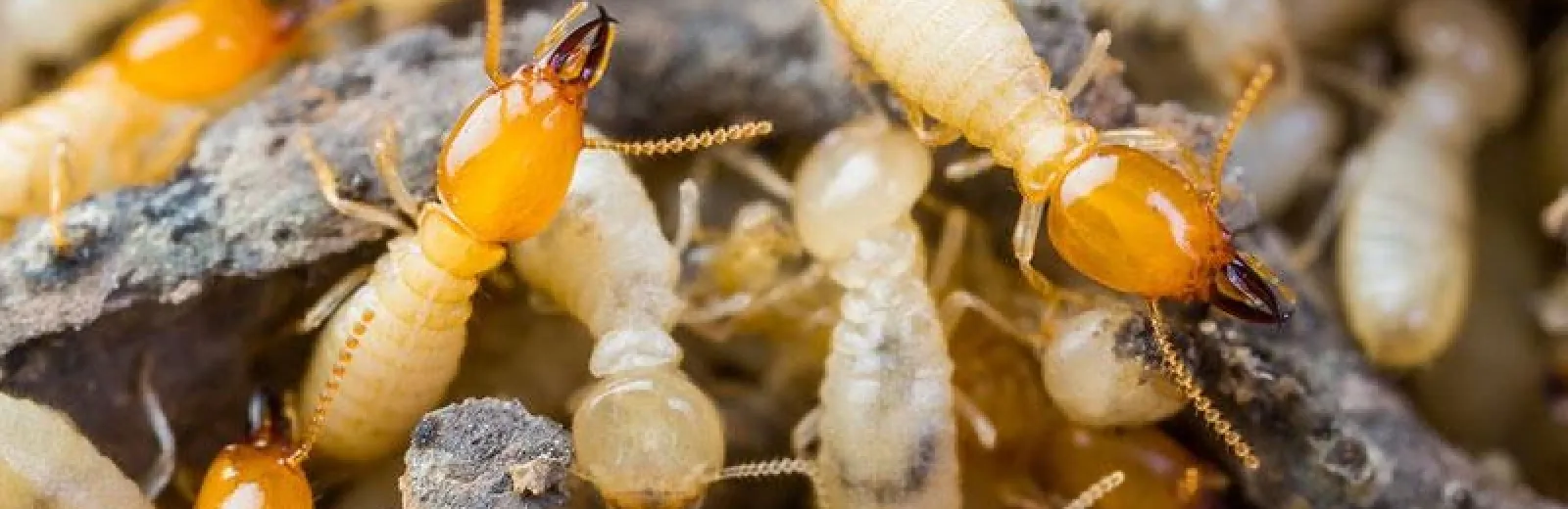 a close up picture of termites on wood
