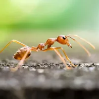 image of fire ant in tulsa facing the right side 