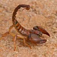 scorpion on sand