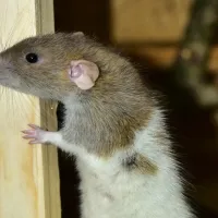 mouse on a piece of wood