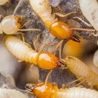 Termites on wood