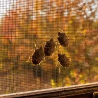 stink bugs gathered in a window