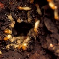 subterranean termites