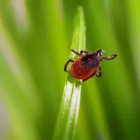 tick on a piece of grass