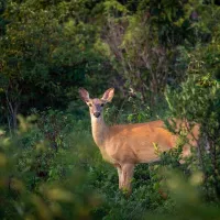 white tail deer