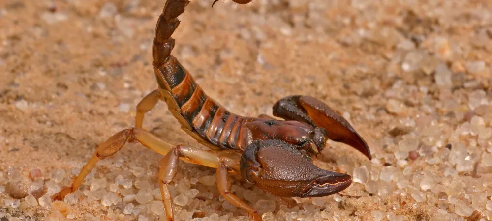scorpion on sand
