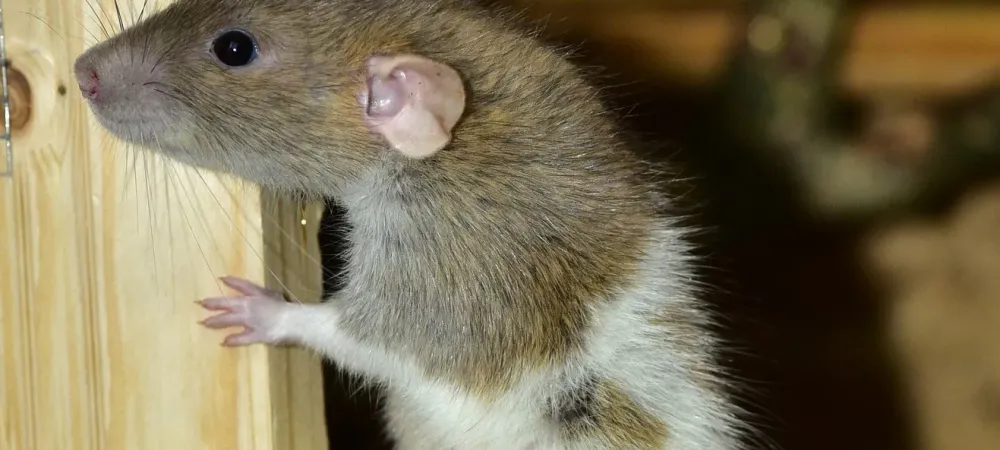 mouse on a piece of wood