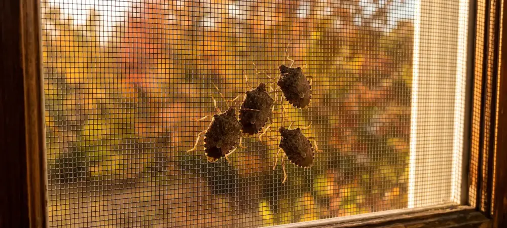 stink bugs gathered in a window