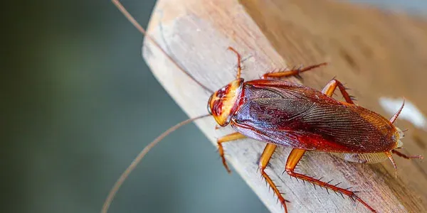 Coackroach