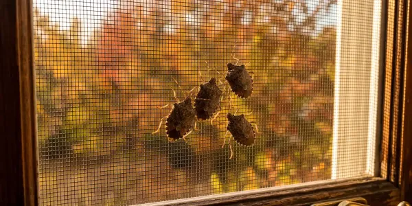 stink bugs gathered in a window